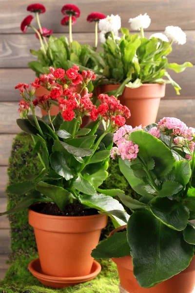 植木鉢、木製の背景上で美しい花 — ストック写真