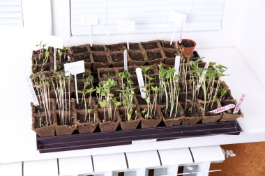 pencere eşiği tepsi içinde genç fidan