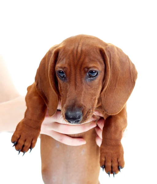 Cute dachshund puppy, isolated on white — Stock Photo, Image