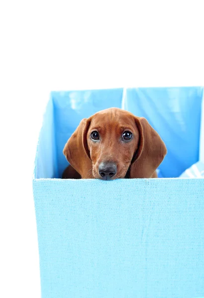 Симпатичный щенок таксы в коробке, изолированный на белом — стоковое фото