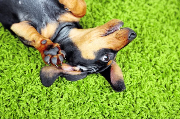 Bonito cachorro dachshund no tapete verde — Fotografia de Stock