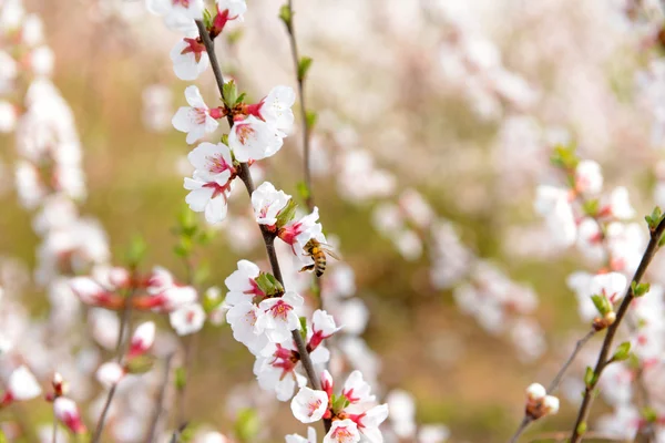 Beautiful fruit blossom, outdoors — Stock Photo, Image