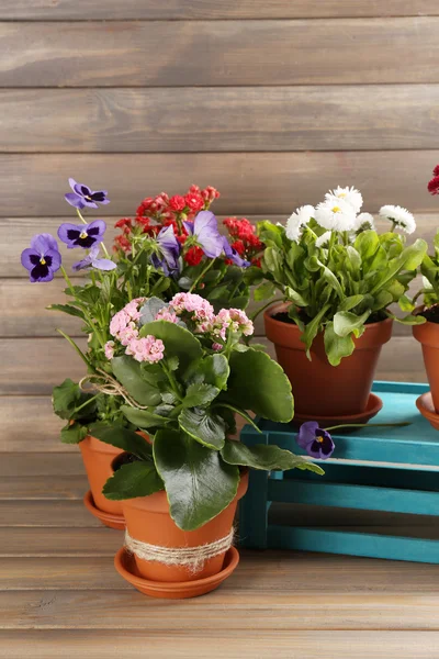 Beautiful flowers in flowerpots, on wooden background — Stock Photo, Image