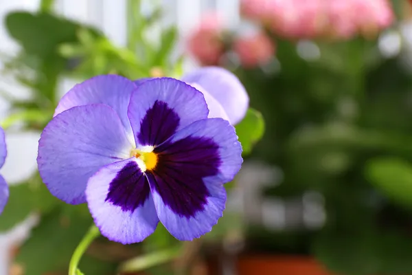 Beautiful violet flower — Stock Photo, Image