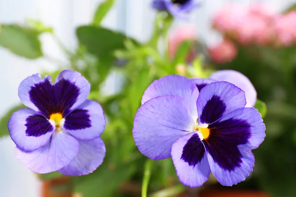 Vackra violetta blommor — Stockfoto