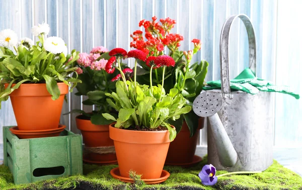 Mooie bloemen in bloempotten en tuingereedschap, op houten achtergrond — Stockfoto