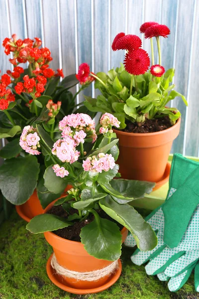 Hermosas flores en macetas y herramientas de jardinería, sobre fondo de madera — Foto de Stock