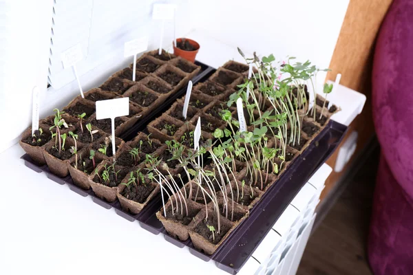 Young seedlings in tray on window sill — Stock Photo, Image