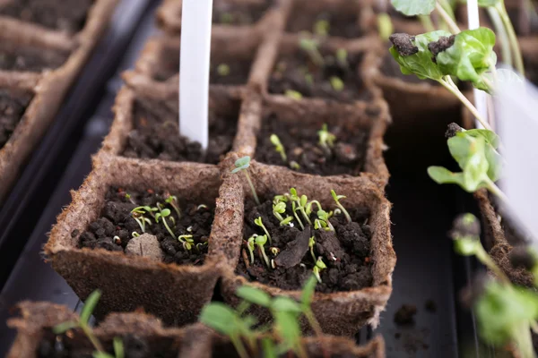 Young seedlings in tray on window sill — Stock Photo, Image