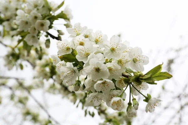 Blooming cherry tree twigs in spring close up — Stock Photo, Image