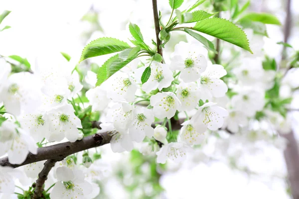 春に咲く桜の木の枝をクローズ アップ — ストック写真