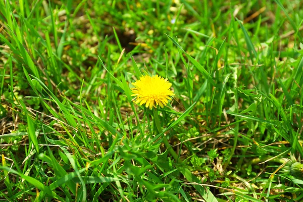 Açık havada güzel karahindiba — Stok fotoğraf