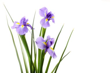 beyaz izole güzel Iris çiçeği