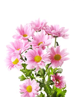 아름 다운 국화 꽃 흰색 절연