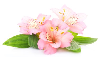 alstroemeria çiçekler üzerinde beyaz izole
