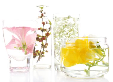Spring flowers submerged in water isolated on white clipart