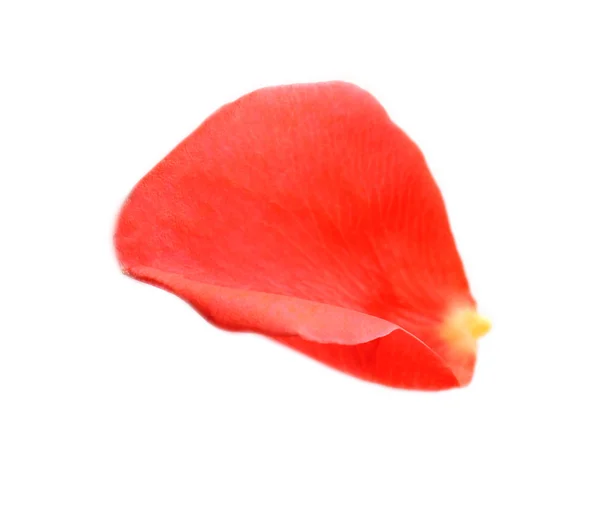 Красивый красный лепесток розы, изолированный на белом — стоковое фото