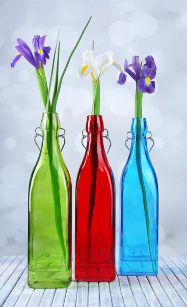 Beautiful irises and daffodils in bottles, on light background — Stock Photo, Image