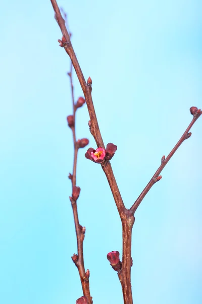 Leaf bud on blue background — Stock Photo, Image