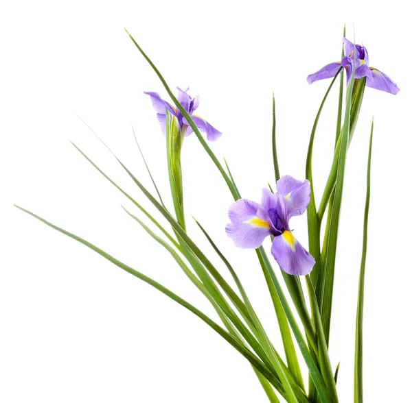 Beautiful iris flower isolated on white — Stock Photo, Image