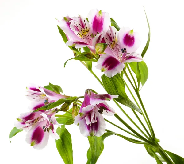 Alstroemeria çiçekler üzerinde beyaz izole — Stok fotoğraf