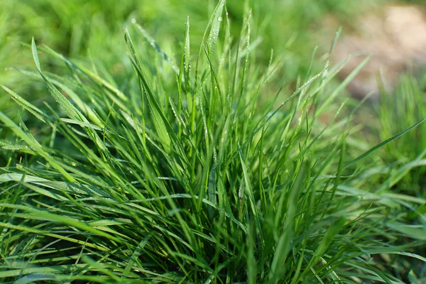 Spring green grass background — Stock Photo, Image