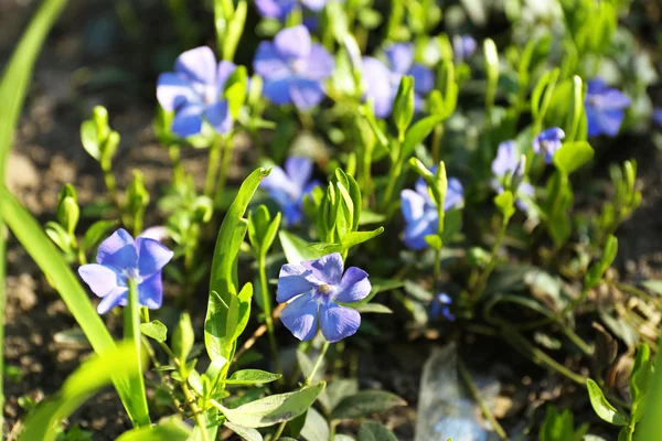 Çim zemin üzerine küçük hafif mor çiçekler — Stok fotoğraf