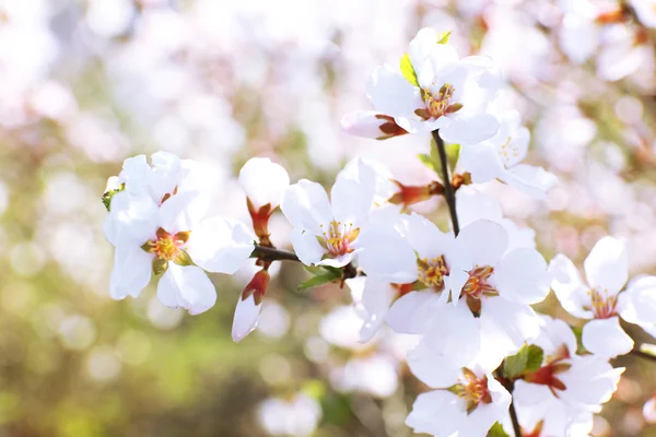 Blooming galhos de primavera de perto — Fotografia de Stock