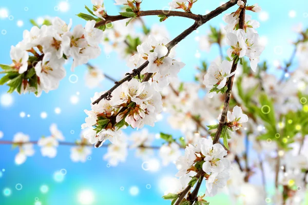 Bei rami in fiore, primo piano, su sfondo chiaro — Foto Stock