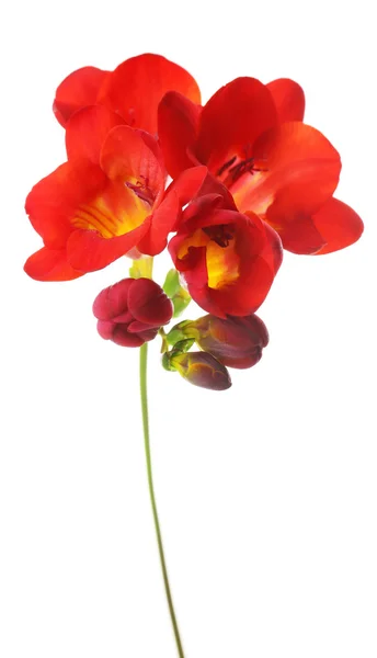 Delicate freesia flower isolated on white — Stock Photo, Image