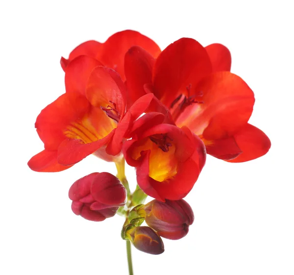 Delicate freesia flower isolated on white — Stock Photo, Image
