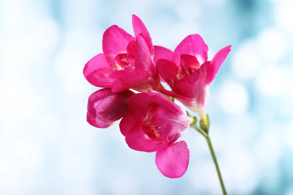 Delikat freesia blomma på ljus bakgrund — Stockfoto