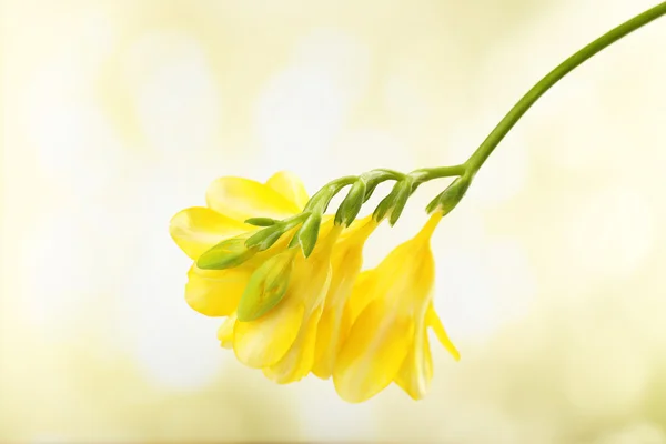 Zarte Freesia-Blume auf hellem Hintergrund — Stockfoto