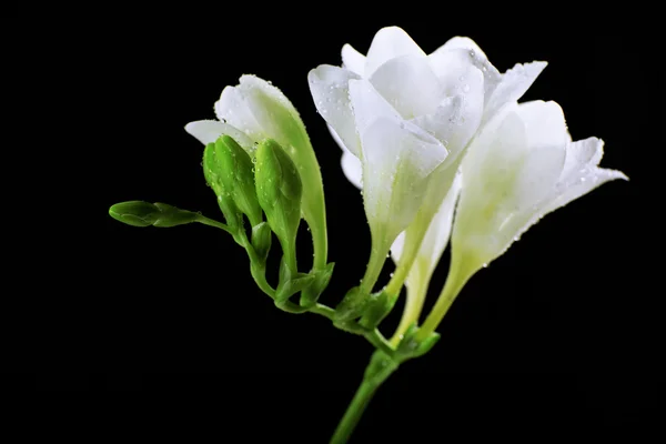 Delicate fresia bloem op zwarte achtergrond — Stockfoto