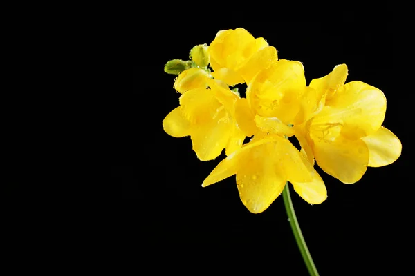 黒の背景に繊細なフリージアの花 — ストック写真