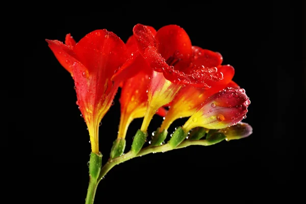 Delicate freesia flower on black background — Stock Photo, Image