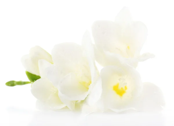 Delicate freesia flower isolated on white — Stock Photo, Image