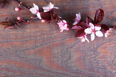 ahşap zemin üzerinde pembe çiçekli çiçek açan ağaç dalı