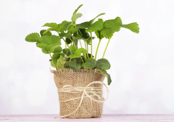 Strawberry bush in pot  on wooden table, on light background — Stock Photo, Image