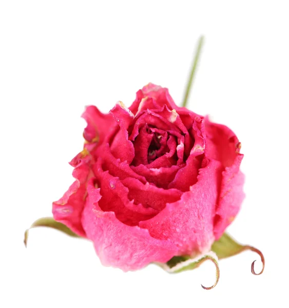 Bella rosa rosa appassita, isolata su bianco — Foto Stock