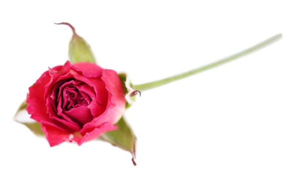 Όμορφο ροζ τριαντάφυλλο αποξηραμένα, απομονωμένα σε λευκό — Φωτογραφία Αρχείου