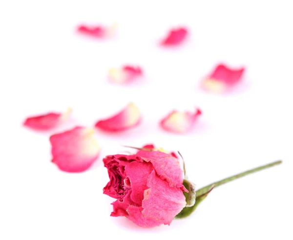 Mooie roze gedroogde rose, geïsoleerd op wit — Stockfoto