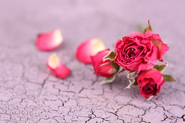 美丽的粉红干的玫瑰的旧的木制背景 — 图库照片