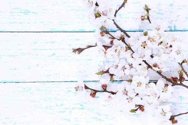 Bellissimi fiori di albicocca sul tavolo di legno primo piano — Foto Stock