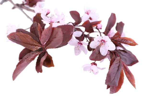 Blooming tree branch with pink flowers isolated on white — Stock Photo, Image