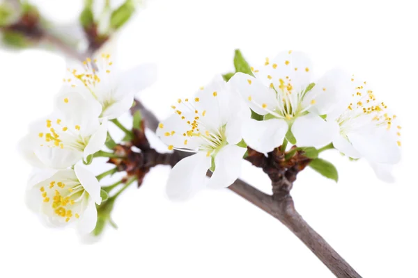 Branche d'arbre en fleurs avec des fleurs blanches isolées sur blanc — Photo