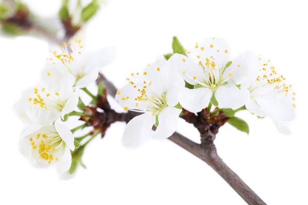 Blommande trädgren med vita blommor isolerad på vit — Stockfoto