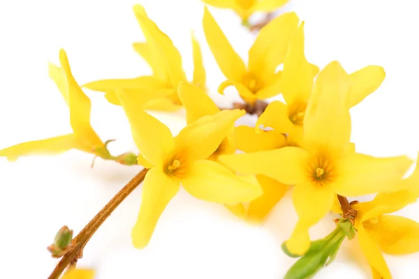 Rama de árbol floreciente con flores amarillas aisladas en blanco —  Fotos de Stock