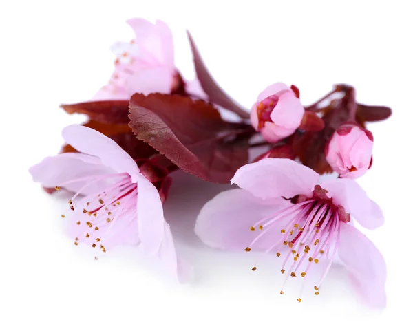Cherry blossom isolated on white — Stock Photo, Image
