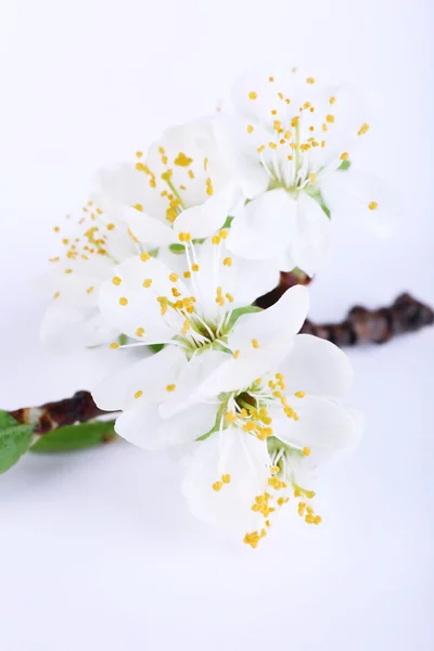 Rama de árbol floreciente con flores blancas aisladas en blanco — Foto de Stock